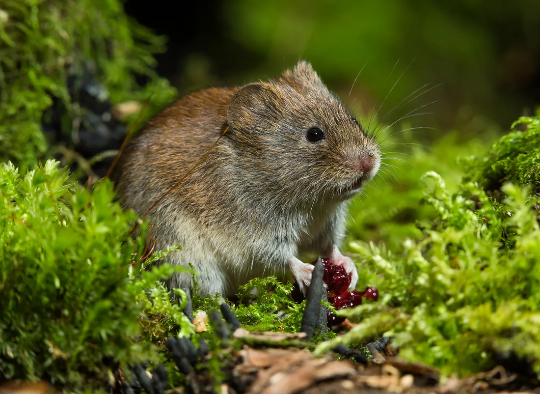 How to effectively keep animals out of your garden without harming them