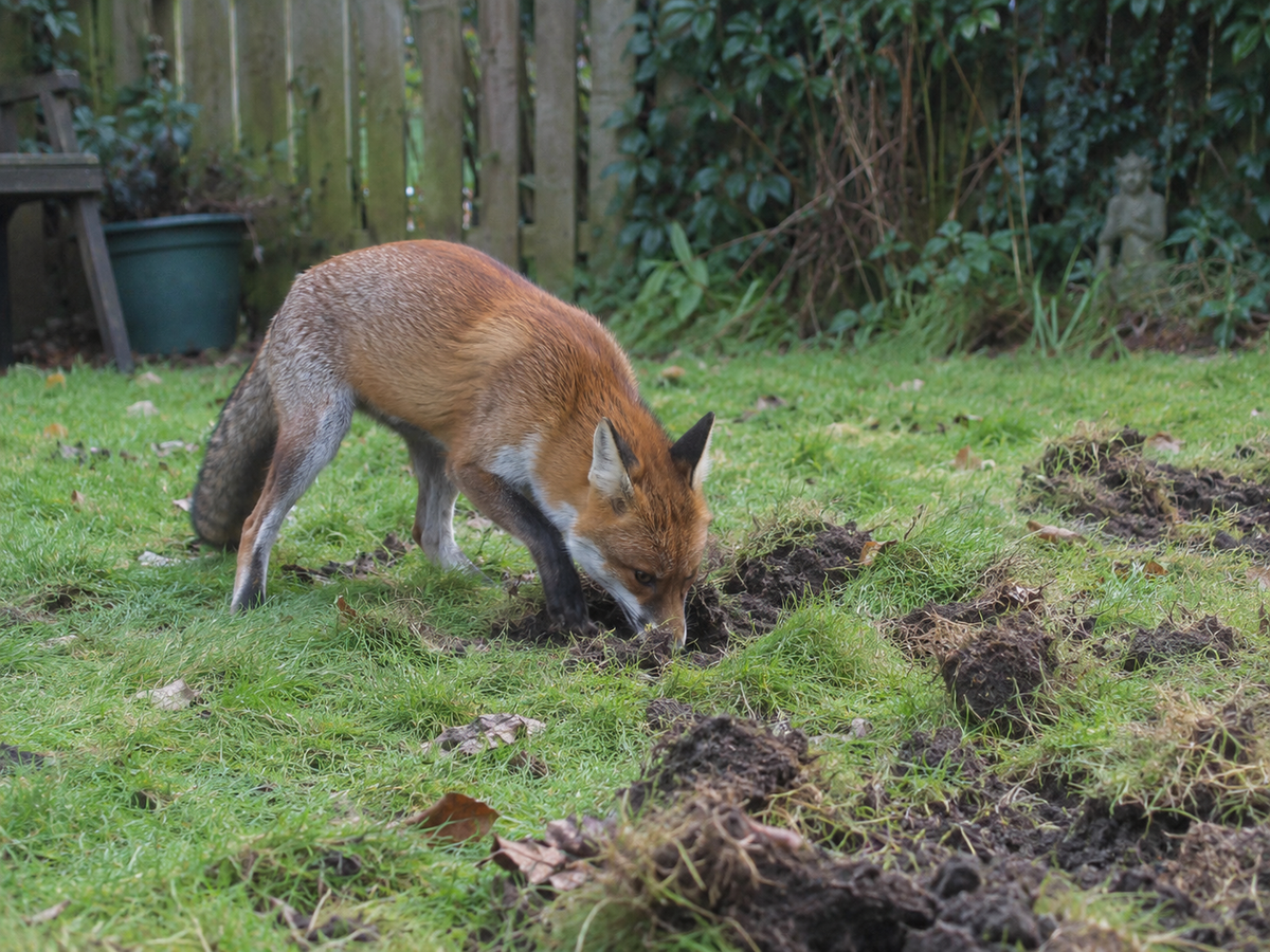 fox digging in uk garden