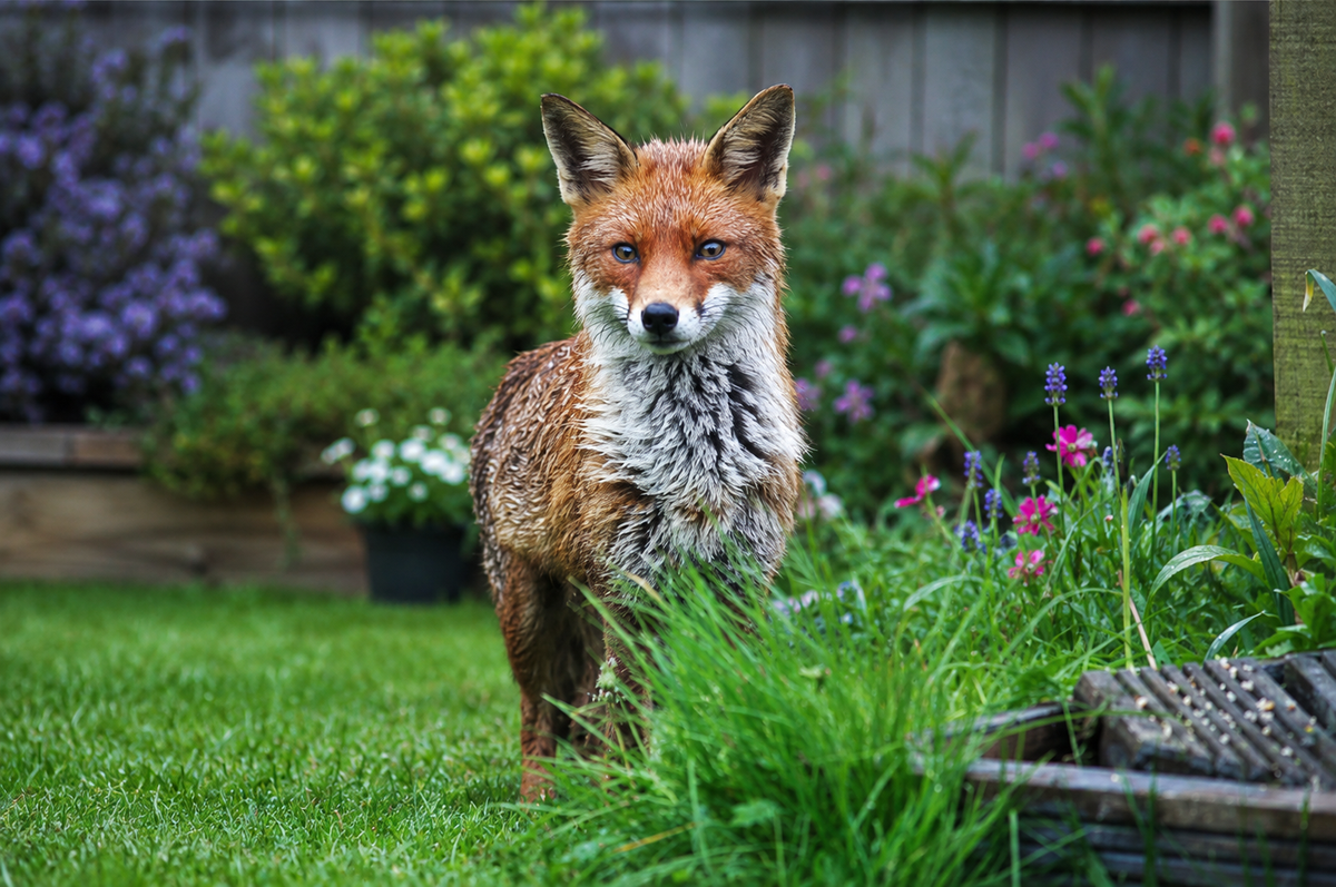 [ENG] Revira fox deterrent granules spread in a garden to keep foxes away