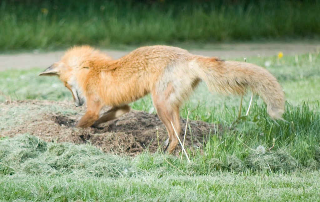 [ENG] fox digging in garden